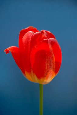 Renkli lale çiçeği renkli arka planda çiçek açar.