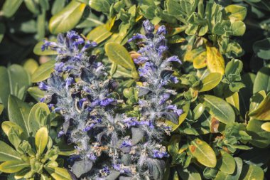 Renkli görüntü vahşi bahar çiçek çiçeklenme