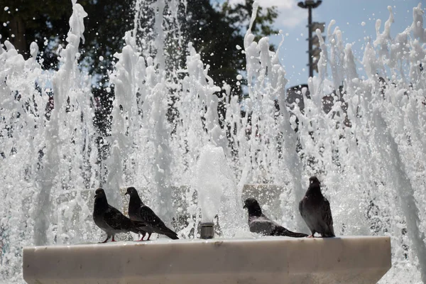 Pombos da cidade ao lado da fonte — Fotografia de Stock