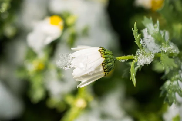 Flores primitivas da primavera sob a neve — Fotografia de Stock