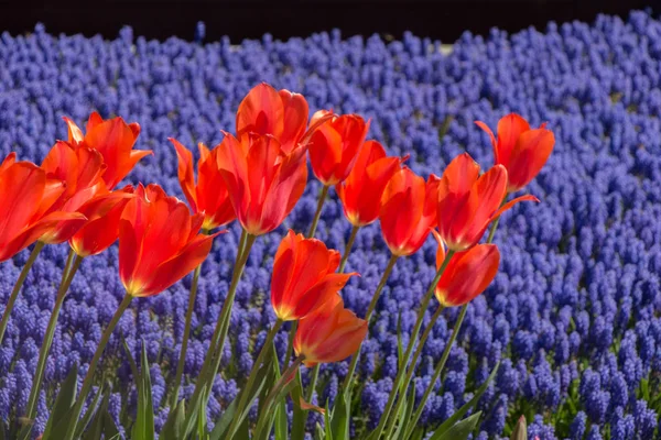 В саду цветут разноцветные цветы тюльпана — стоковое фото