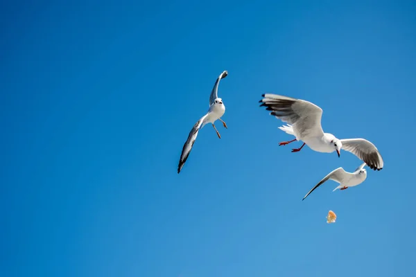 Gökyüzünde Uçan Martılar — Stok fotoğraf