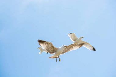 İki martı bir gökyüzünde uçan
