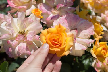 Bir gül bahçesinde gül tutan el