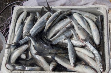 Taze balık pazarında Satılık