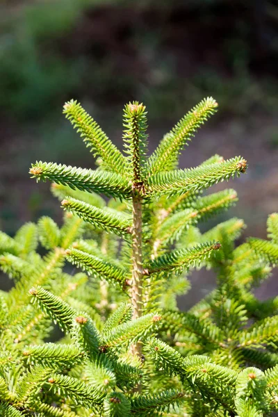 Young plant in the   nature background — Stock Photo, Image