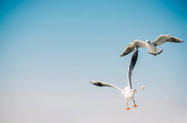 Gaivotas Voando Céu Sobre Mar — Fotografia de Stock