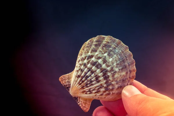Hand holding a beautiful seashell in hand — Stock Photo, Image