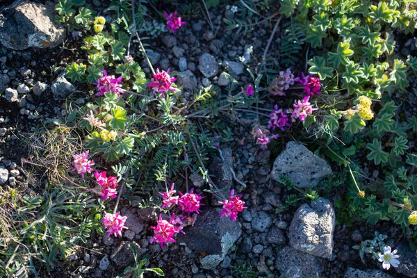 Floraison de belles fleurs sauvages colorées en vue — Photo