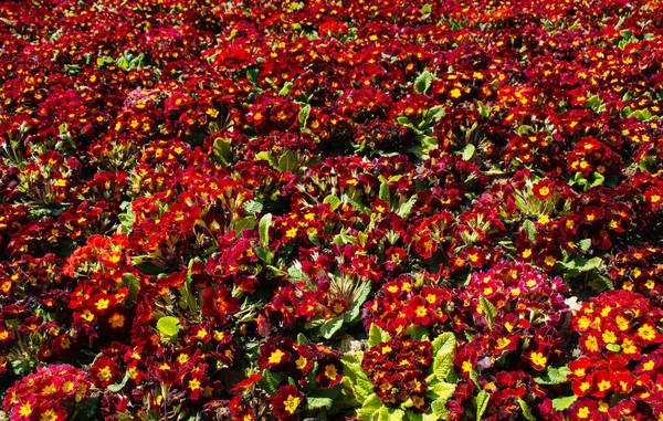 Lkbaharda Açan Çiçekler Çiçek Arkaplan — Stok fotoğraf