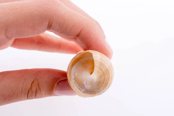 Beautiful sea shell — Stock Photo, Image