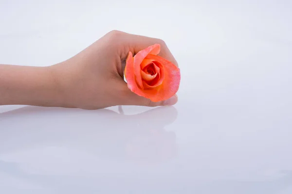Hand holding a rose — Stock Photo, Image