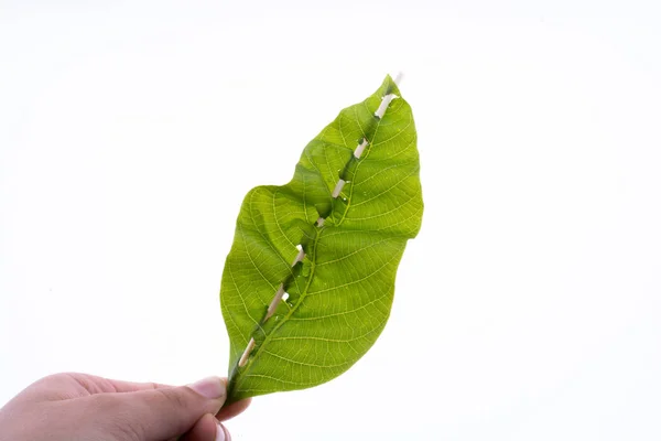 Hand holding a green leaf — Stock Photo, Image