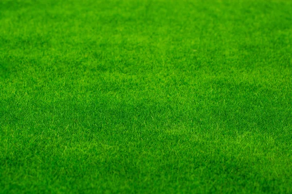 Green Grass Copy Space — Stock Photo, Image