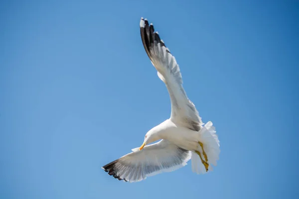 Gaivota única voando em azul um céu — Fotografia de Stock