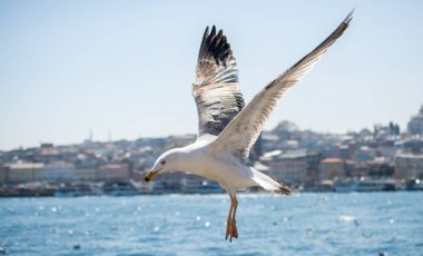 Deniz üzerinde uçan tek martı 