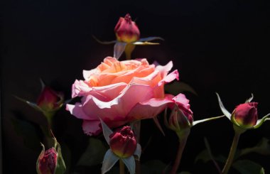 Siyah arka planı olan güzel güller.