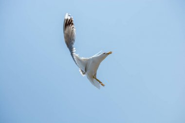 Bir gökyüzünde uçan tek martı