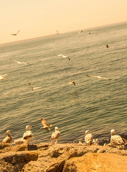 Seagulls is found on the shore of the sea — Stock Photo, Image