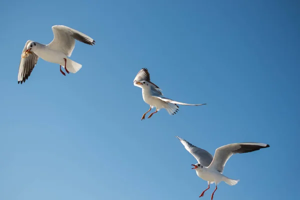 Чайка летит в голубом небе — стоковое фото