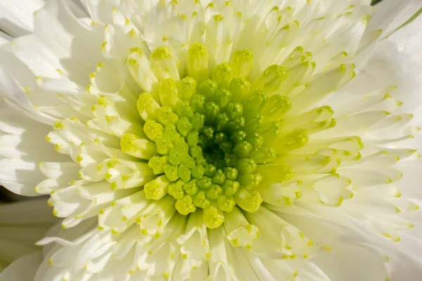 Amazing colorful Spring flowers in macro — Stock Photo, Image