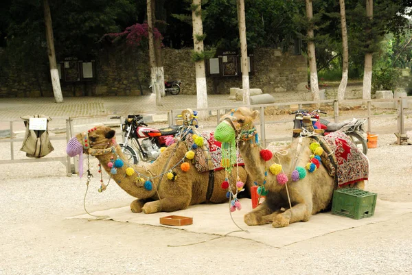 Wielbłądy siedzący z kolorowe ozdoby — Zdjęcie stockowe