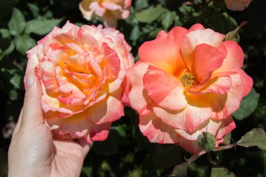 Güzel renkli gül çiçek el