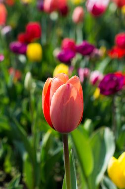Bahar doğada çeşitli renklerde laleler