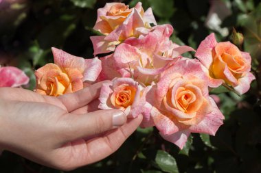 Güzel renkli gül çiçek el