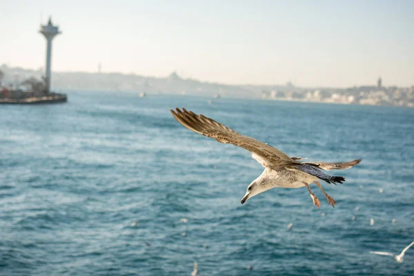 Einzelne Möwe fliegt in blauem Himmel — Stockfoto