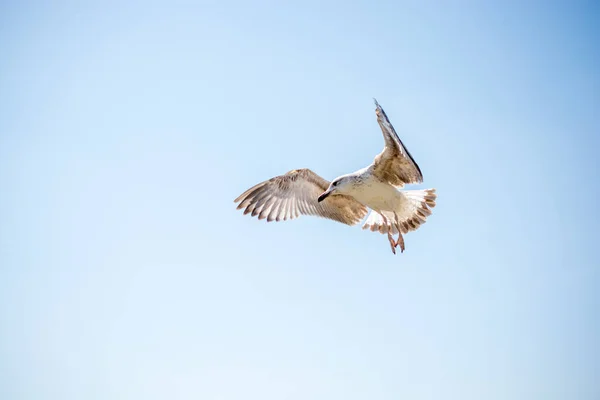 Одинокая чайка летит в облачном небе — стоковое фото