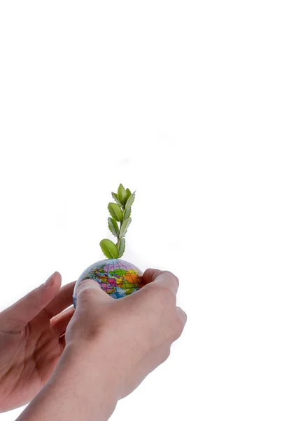 Hand holding tree on globe — Stock Photo, Image