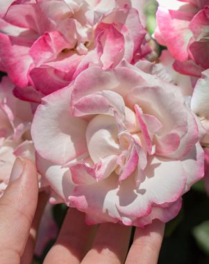 Bahar bahçesinde gül tutan el