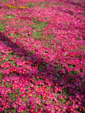 Arka plan olarak çiçek açan çiçekler