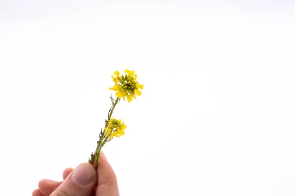 Mano sosteniendo una flor amarilla —  Fotos de Stock
