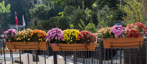 İnanılmaz renkli bahar çiçekleri çiçek tencerede