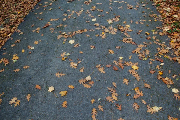 Suché listí jako podzimní květinové pozadí — Stock fotografie