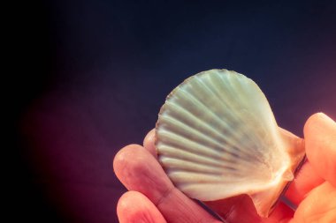 Güzel bir deniz kabuğu elinde tutan el