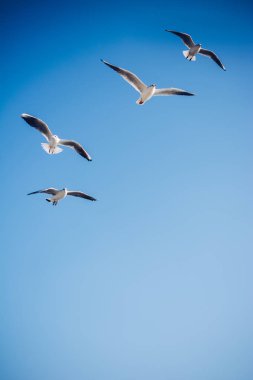 Martılar gökyüzünde uçuyor.