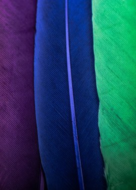  Stüdyo çekim makro fotoğraf kuş tüyleri renkli. 