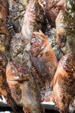 Taze balık pazarında Satılık