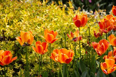 Çiçek arka plan olarak baharda çiçeklenme lale çiçekler