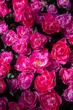 Çiçek arka plan olarak baharda çiçeklenme lale çiçekler