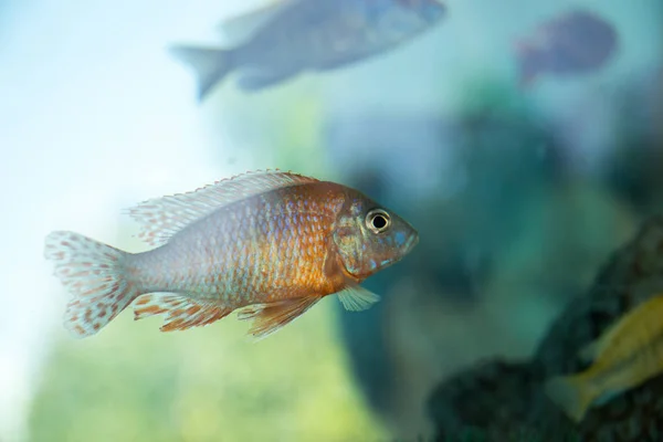 Beautiful fish in the aquarium — Stock Photo, Image