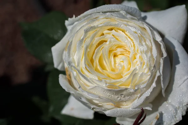 Mooie frisse rozen in close-up uitzicht — Stockfoto
