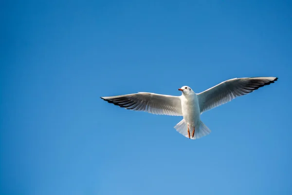Чайки літають в небі — стокове фото