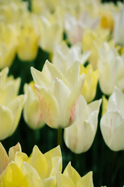 Piękne tulipany kwiat tulip pole wiosną — Zdjęcie stockowe