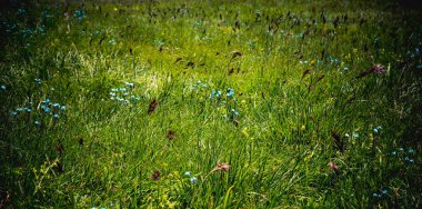 Görüntü güzel renkli kır çiçekleri blooming