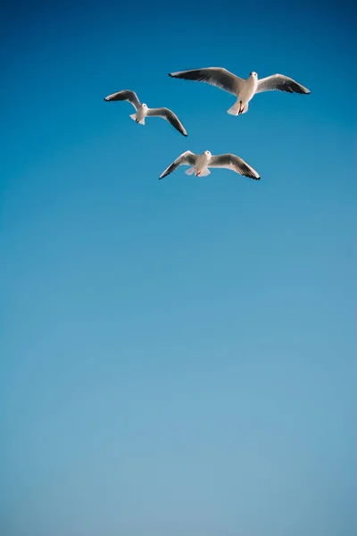 Möwen fliegen in den Himmel — Stockfoto