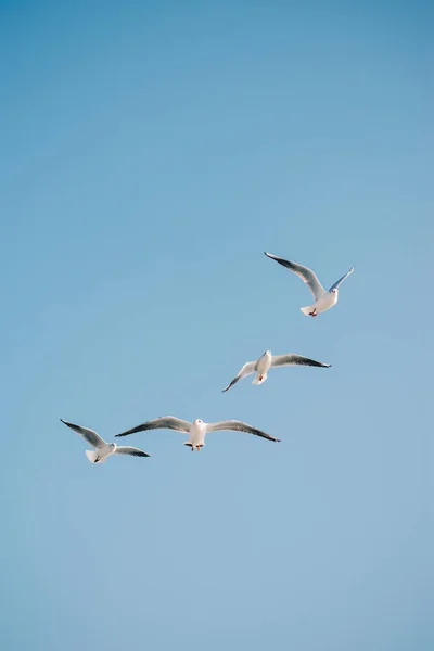Чайки летять у небі — стокове фото